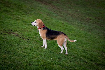 Our handsome rescue Beagle Number One