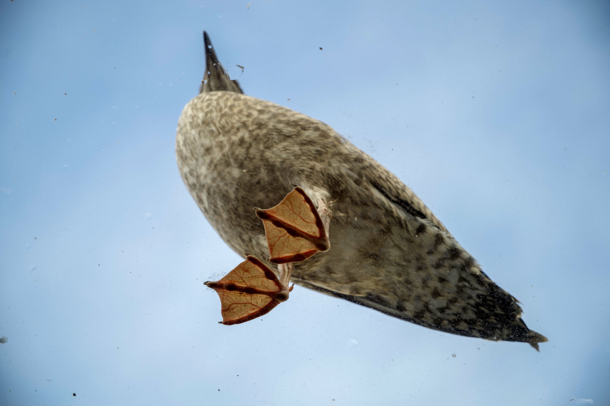 Juvenile gull being ... juvenile