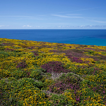 Sea, sky and heather near Land's End, Cornwall.