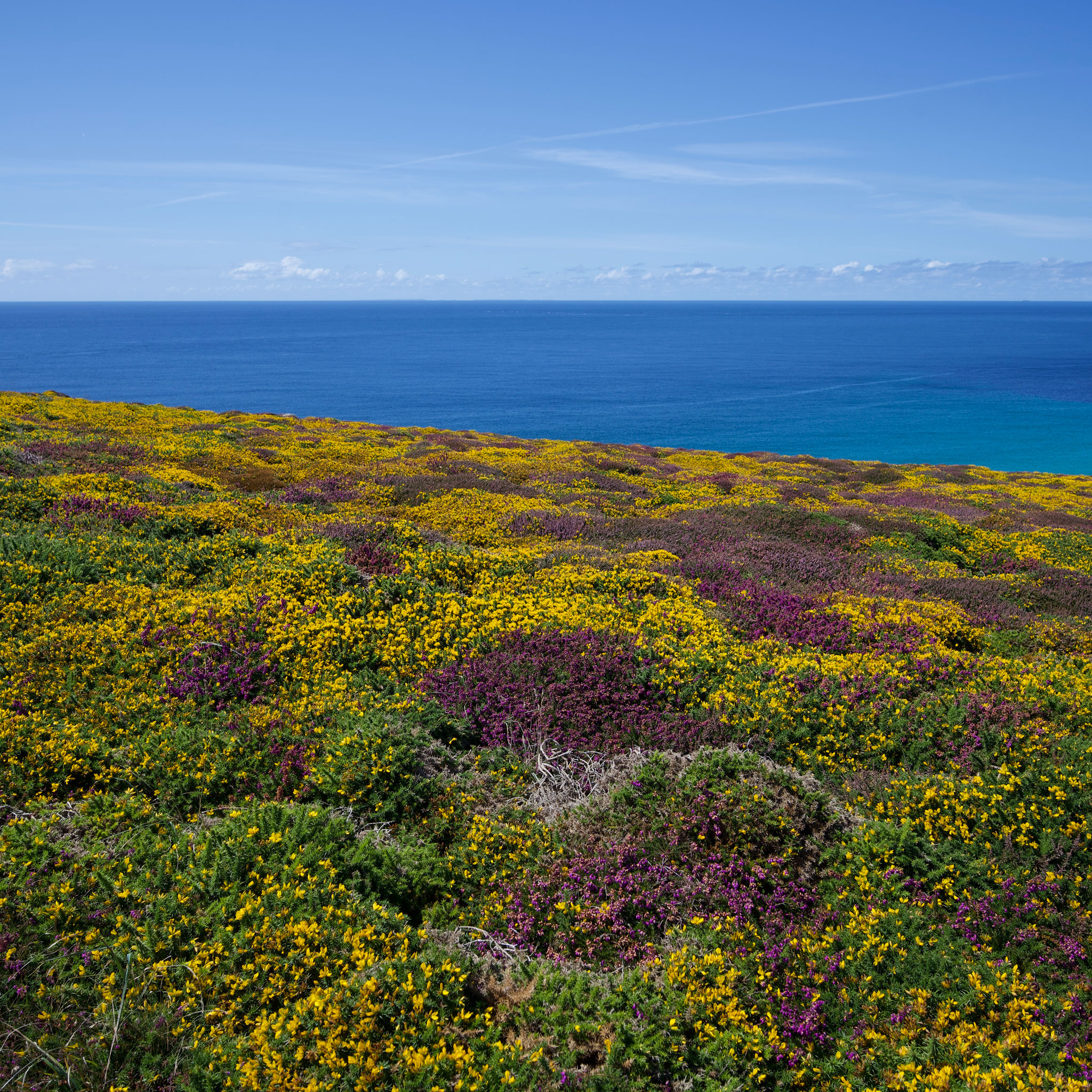 Sea, sky and heather near Land's End, Cornwall.