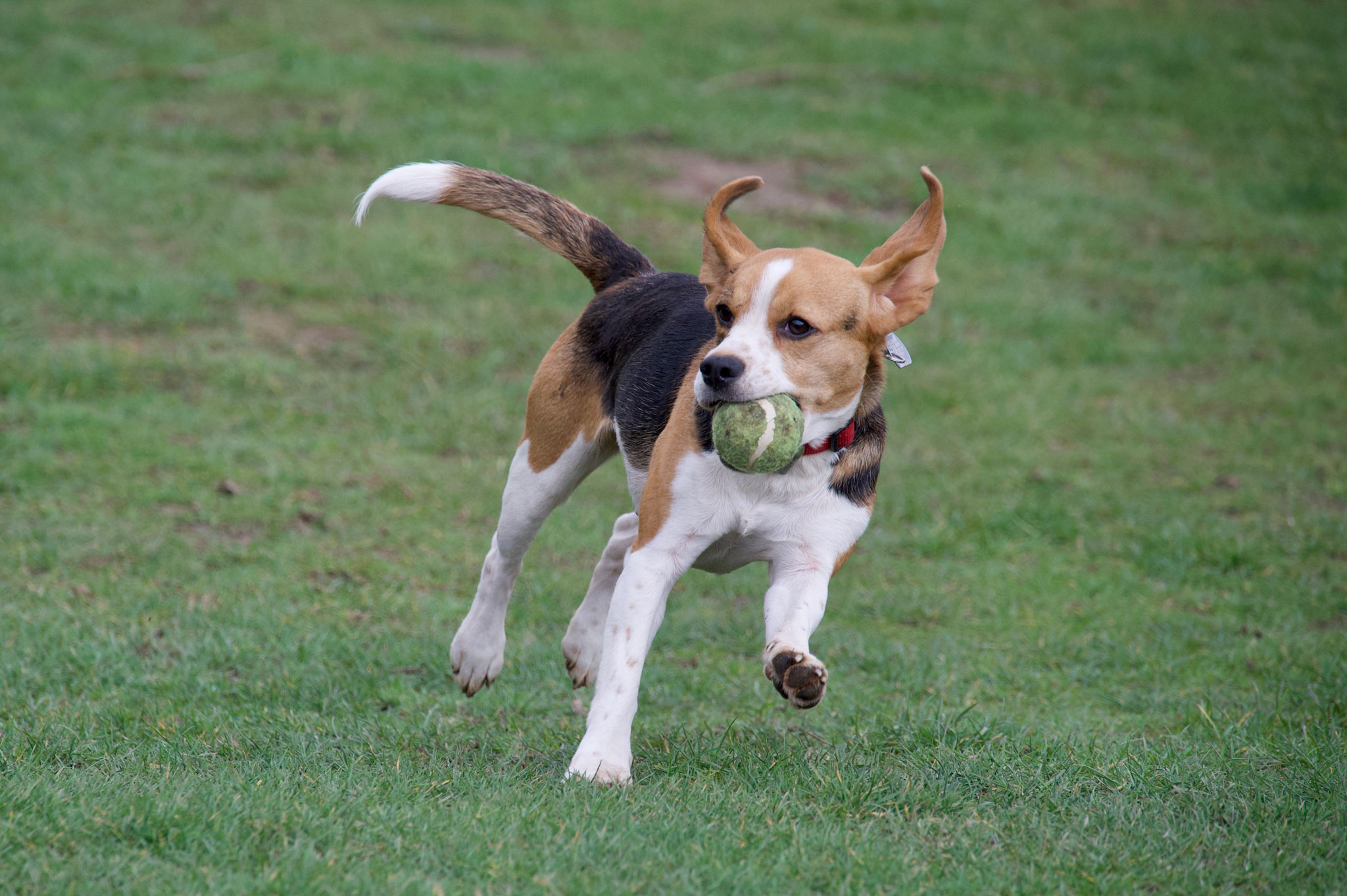 Calon finds a tennis ball