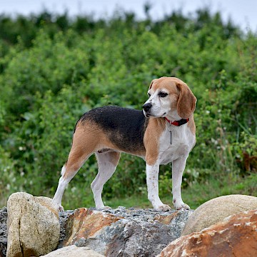 Rescue Beagle Number One