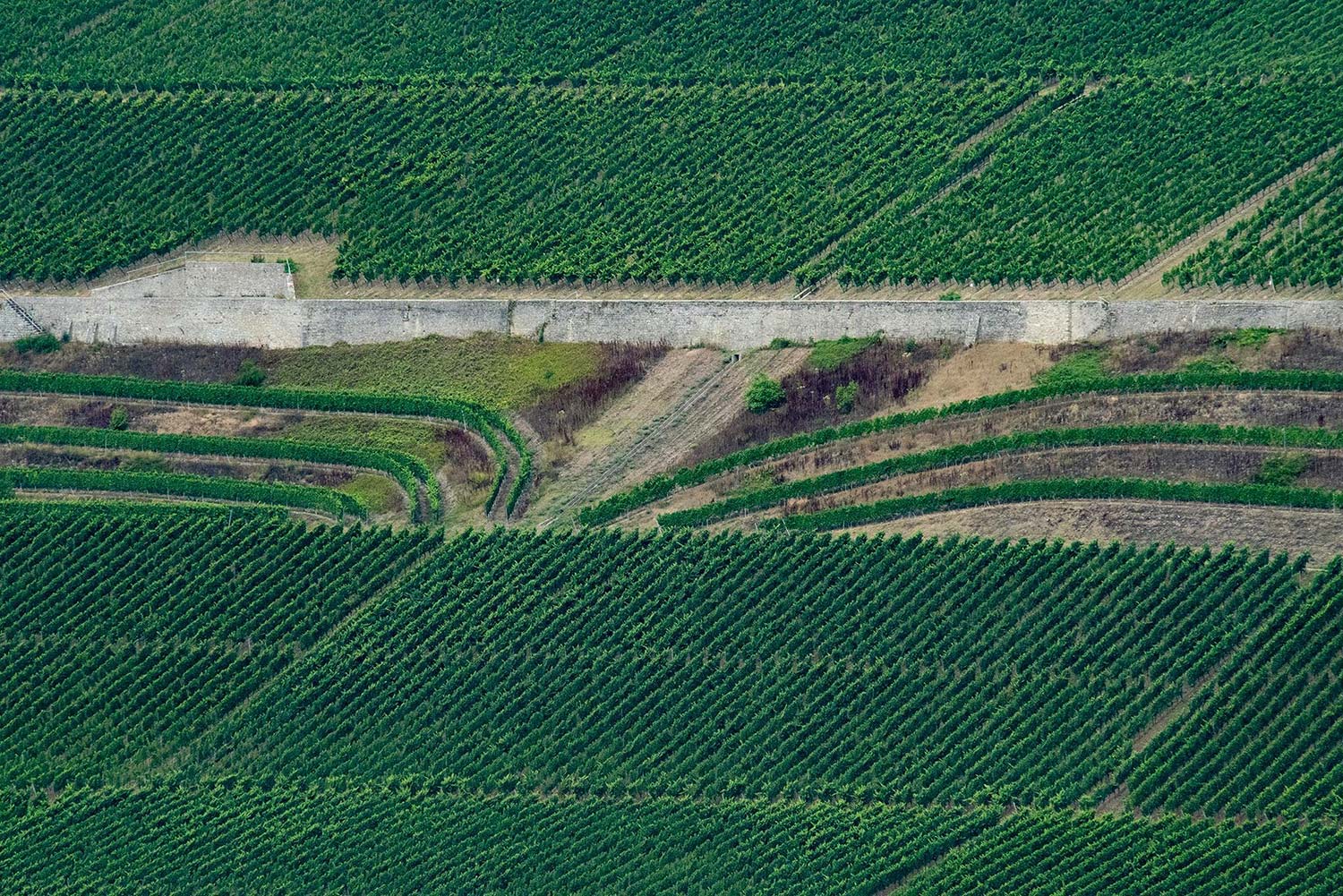 Vineyard near Marienburg Fortress, Würzburg, Germany