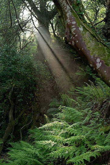 Peppercombe, Devon